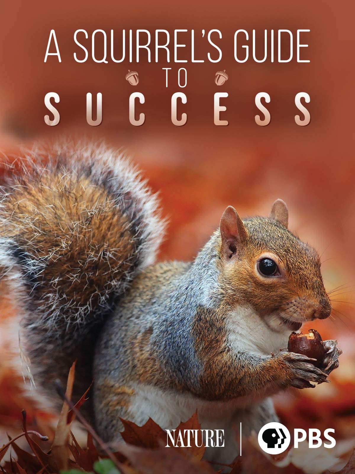 A Squirrel’s Guide to Success